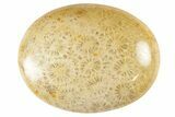 Fossil Coral Pocket Stones From Indonesia - 1.8" Size - Photo 3